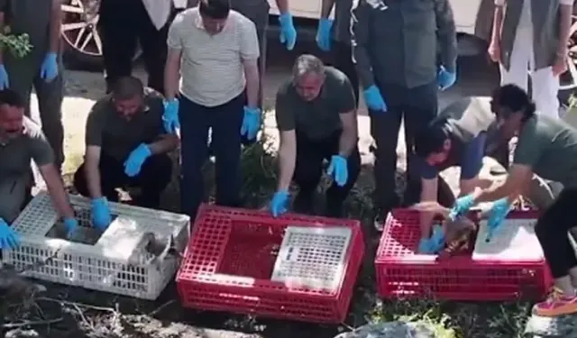 Bursa'da tedavileri tamamlanan yaban hayvanlar doğaya salındı