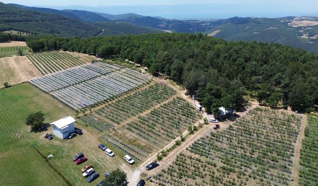 İznik’te Maviyemiş Hasadı Başladı