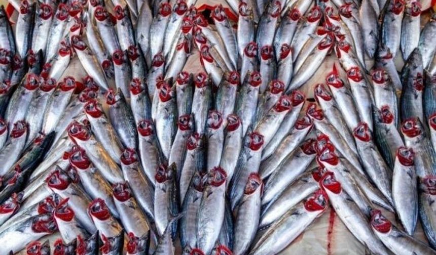 BALIK TÜKETMENİN FAYDALARI