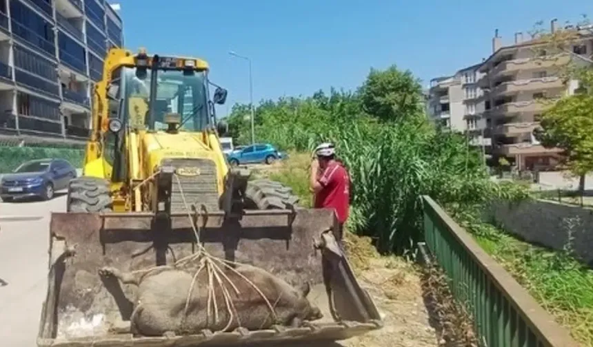 Mudanya Güzelyalı'da derede ölü yabani hayvan bulundu